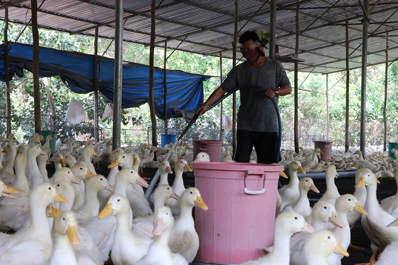 Anh Vũ Đình Ngọc, ấp 1, xã Hòa Hưng (huyện Xuyên Mộc) vệ sinh chuồng trại mỗi ngày để lứa vịt phát triển tốt, xuất bán trước Tết Nguyên đán.