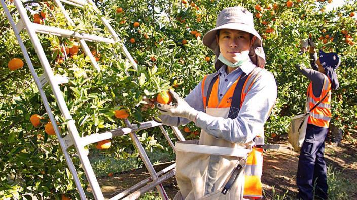 Australia khuyến khích sinh viên và lao động kết hợp kỳ nghỉ.