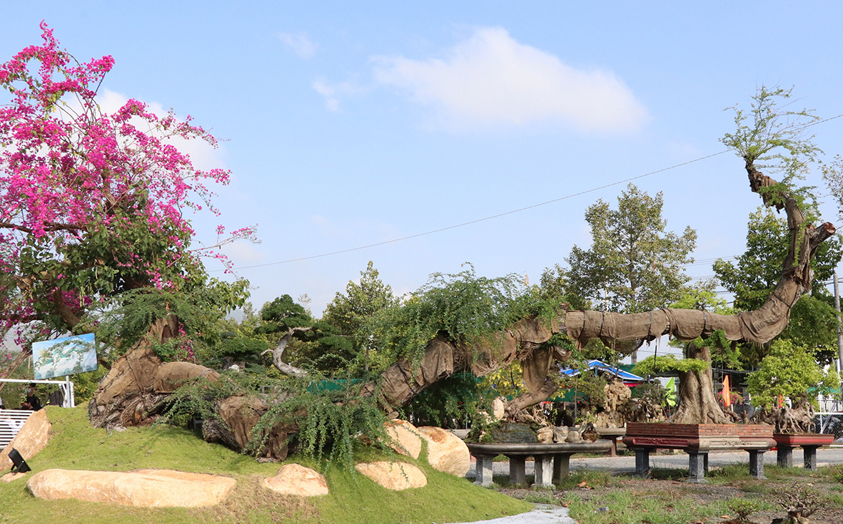 Cây keo dáng Rồng hơn 50 năm tuổi, dài 10m của vườn bonsai Phúc Lộc.