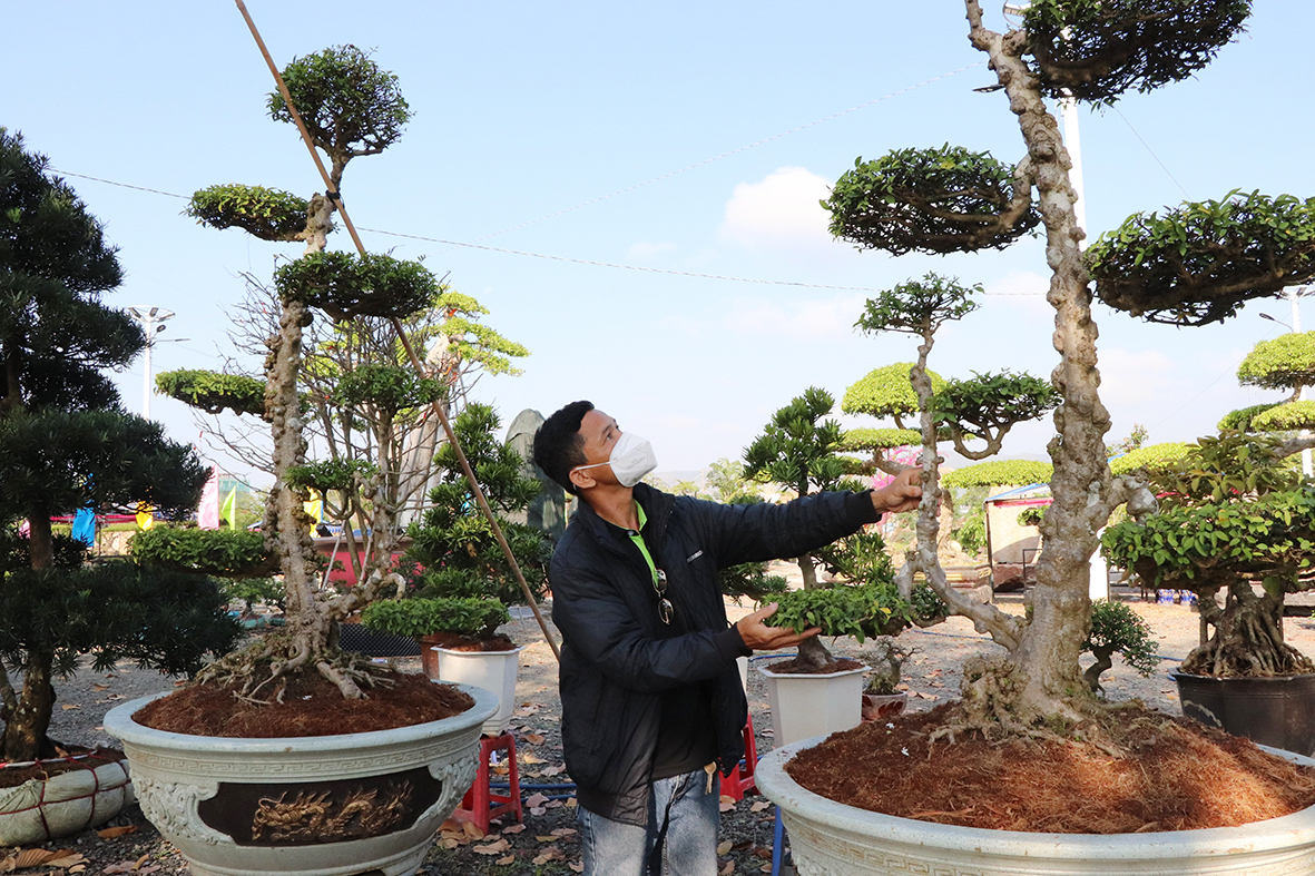 Ông Lâm kiểng Ngũ hiệp (huyện Cai Lậy, tỉnh Tiền Giang) tham gia triển lãm với hơn 30 tác phẩm, trong đó có cặp tùng bonsai “Tam CAN ngũ thường” có giá bán 250 triệu đồng/cặp.