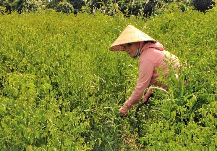 Bà Võ Thị Quý (thôn Quảng Thành 1, xã Quảng Thành) cắt rau ngót chuẩn bị mang ra chợ bán.