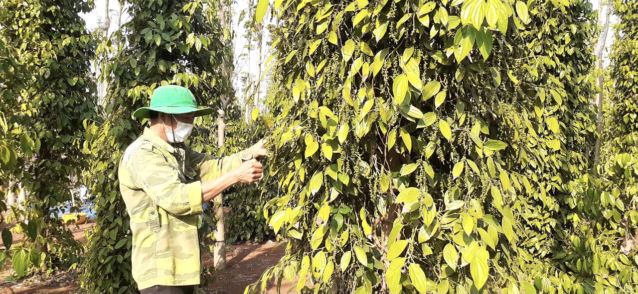 Người trồng hồ tiêu phấn khởi khi giá tiêu tăng mạnh. Trong ảnh: Thu hoạch tiêu tại xã Bình Giã,  huyện Châu Đức.