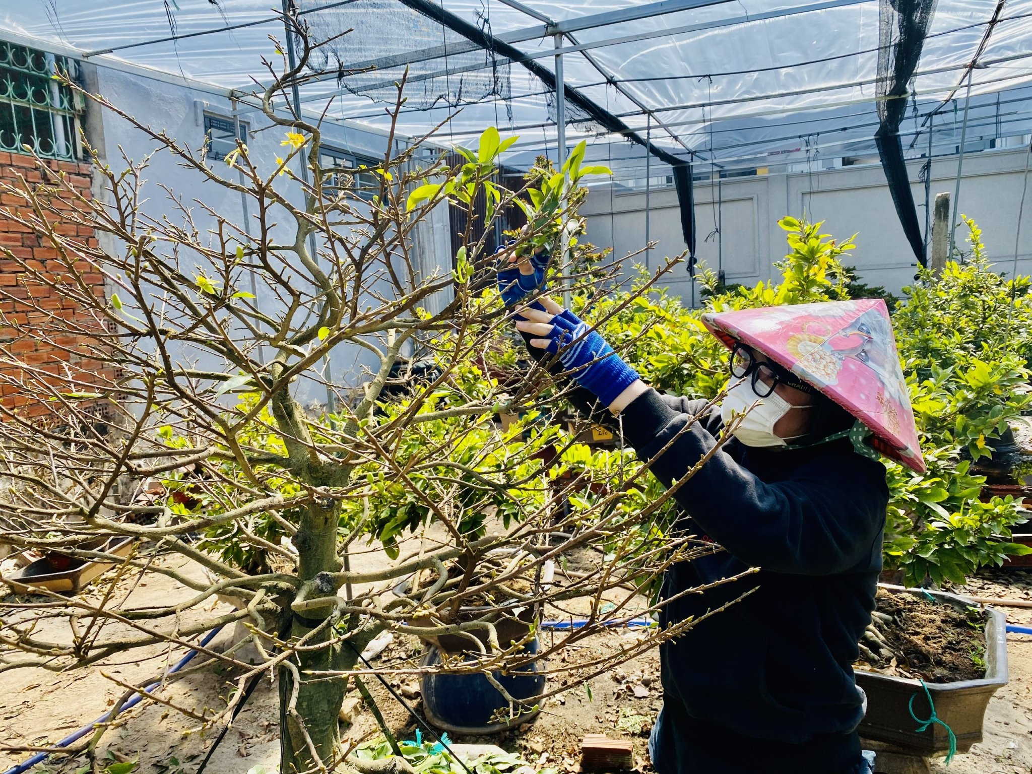 Mai sau khi chơi Tết được các nhà vườn 