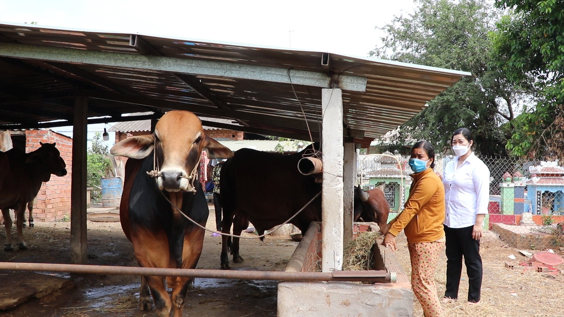 Hộ bà Lâm Thị Út, ở khu phố Phước Sơn (TT. Đất Đỏ) khám khá hơn nhờ nuôi bò sinh sản.