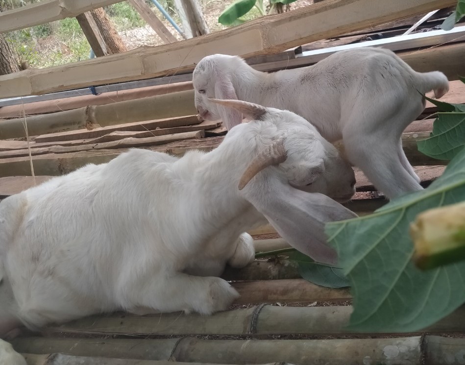 Dê mẹ và dê con mới sinh