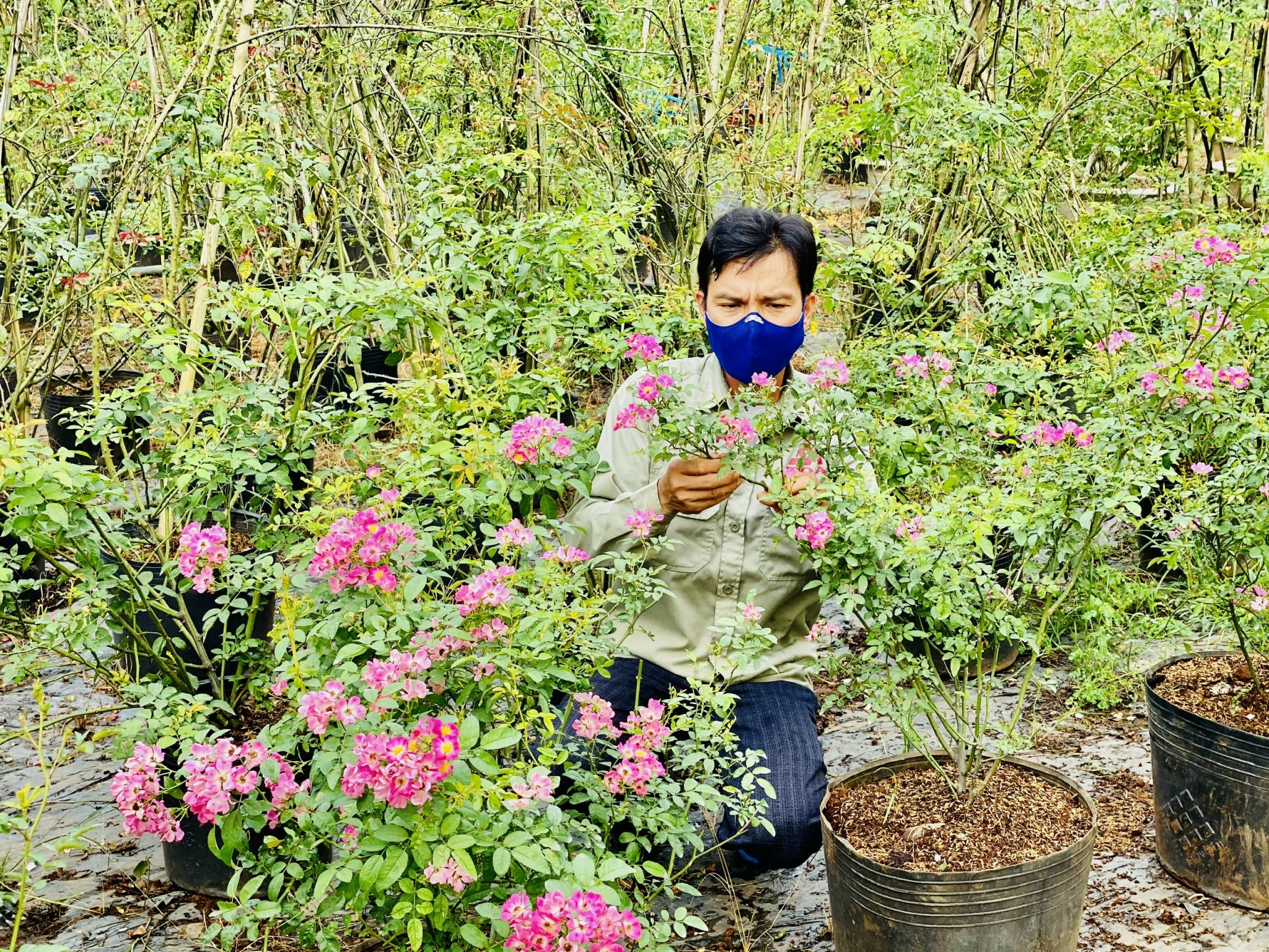 Anh Phạm Văn Đoàn chăm sóc những chậu hoa hồng.