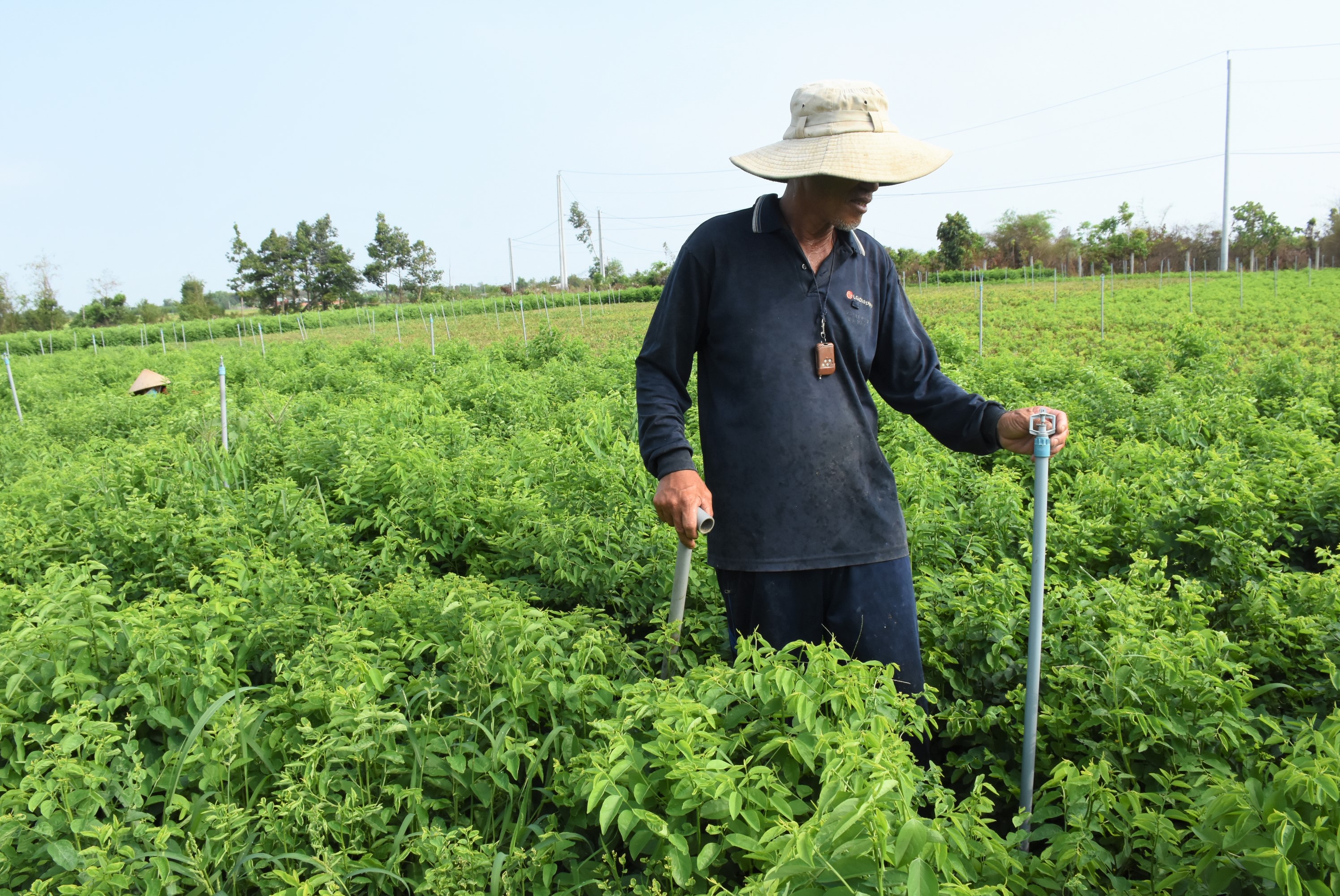  Để đảm bảo việc tưới nước mùa khô cho toàn bộ diện tích rau, ông Nguyễn Văn Du, ấp Sông Cầu, xã Nghĩa Thành, huyện Châu Đức đã đầu tư 2 giếng khoan cùng hệ thống tưới nước tiết kiệm để tránh khô hạn.