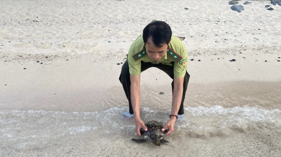 Kiểm lâm Hòn Tre lớn thật cá thể rùa về biển.