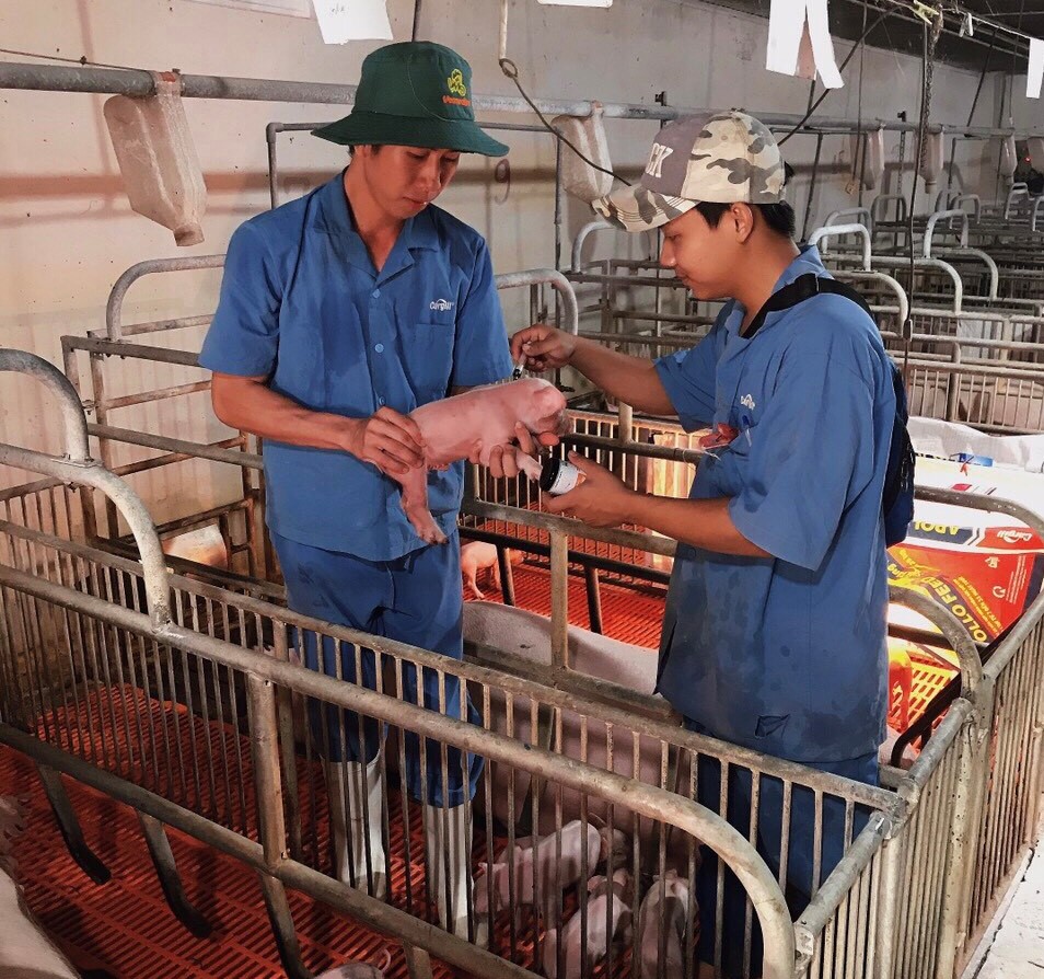 Trong những năm qua, các địa phương đã có nhiều chính sách khuyến khích đầu tư xây dựng các chuỗi chăn nuôi, cơ sở giết mổ chế biến sản phẩm động vật. 