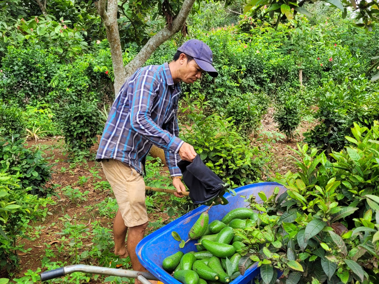 Mặc dù mới đầu mùa thu hoạch, nhưng giá cả và năng suất nhiều loại trái cây liên tục giảm.  Trong ảnh: Ông Văn Công Hòa (ngụ ấp 3, xã Kim Long, huyện Châu Đức) thu hoạch bơ.