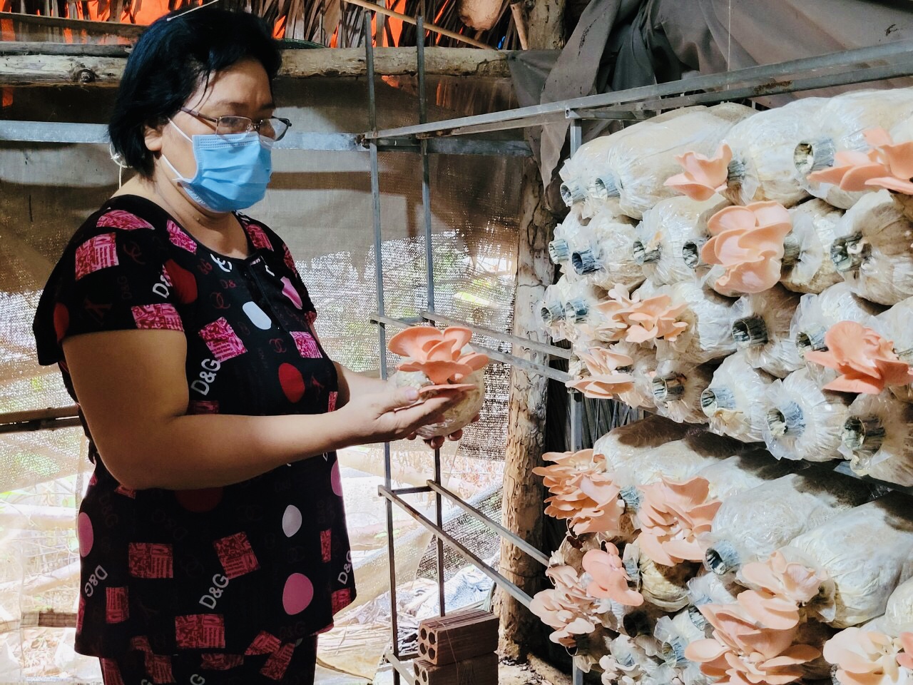 Cơ sở trồng nấm của bà Hồ Thị Thanh Hồng hiện có nhiều loại nấm giá trị kinh tế cao.