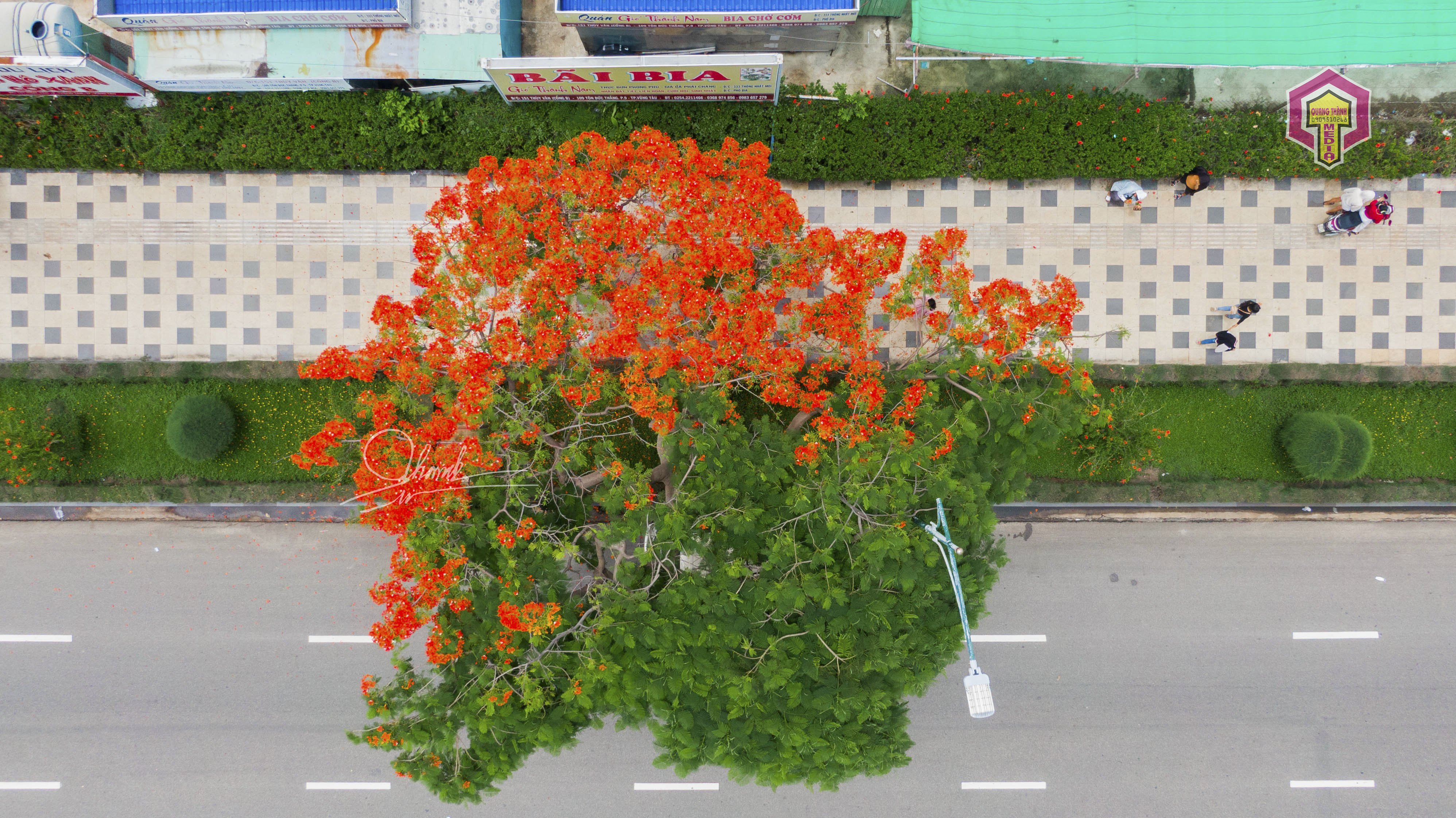 Ảnh chụp flycam từ trên xuống nhìn cây phượng như một trái tim lớn với 2 nửa hòa quyện tuyệt đẹp giữa lòng thành phố biển.