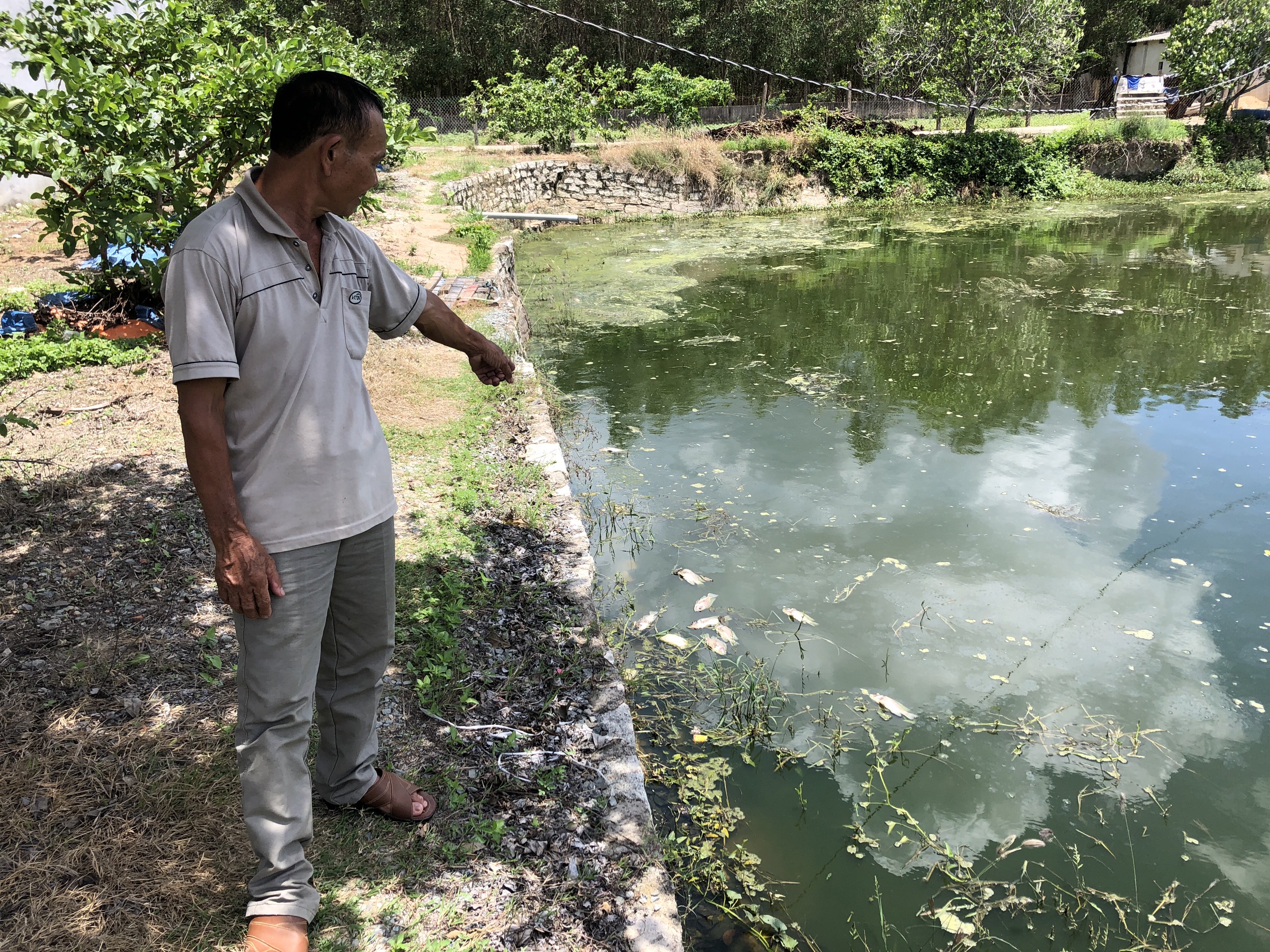 Cá chết nổi lềnh bềnh trong ao của ông Trần Công Hoàng.