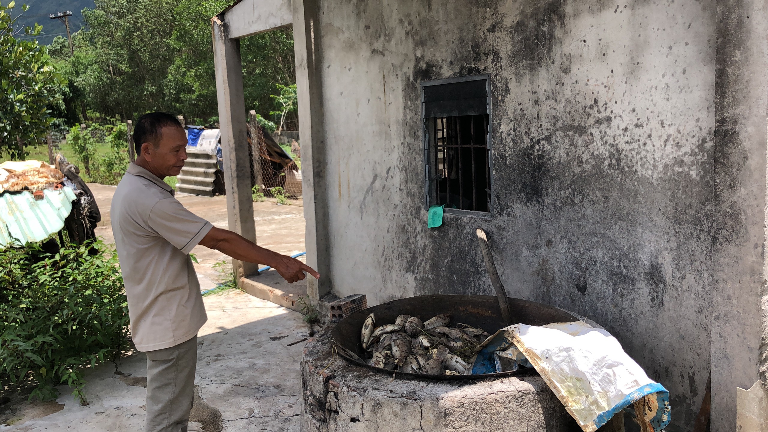 Khoảng 3 tạ cá, chủ yếu là rô phi trong ao nhà ông Hoàng đã chết sau khi lấy nước từ suối Giao Kèo.