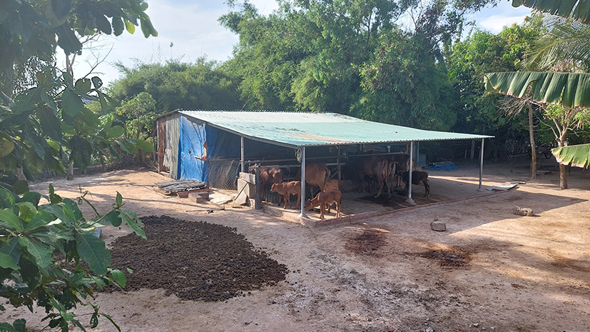 Người dân bức xúc vì hộ ông Lê Hoàng Lộc nuôi bò trong khu dân cư gây ô nhiễm môi trường.