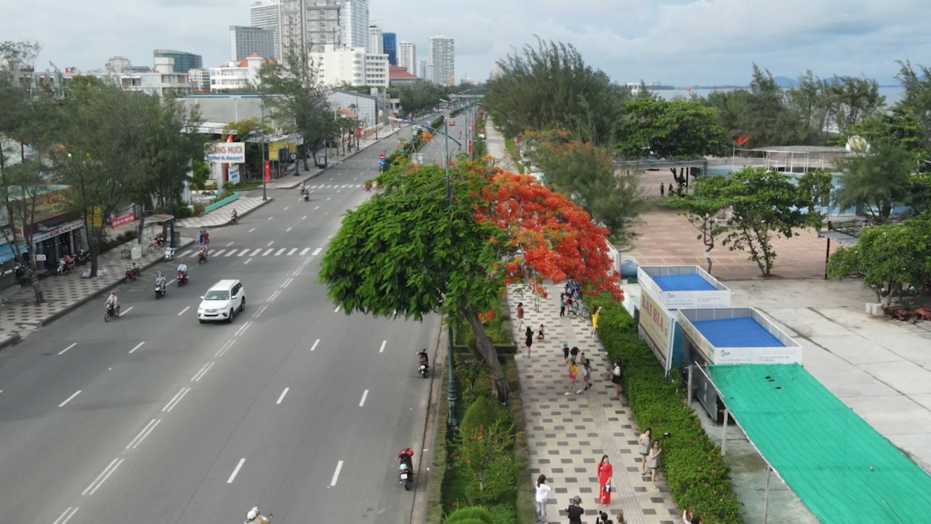 Cây phượng có 2 màu, trở thành điểm check in hấp dẫn người dân và du khách trong hơn 1 tuần qua.