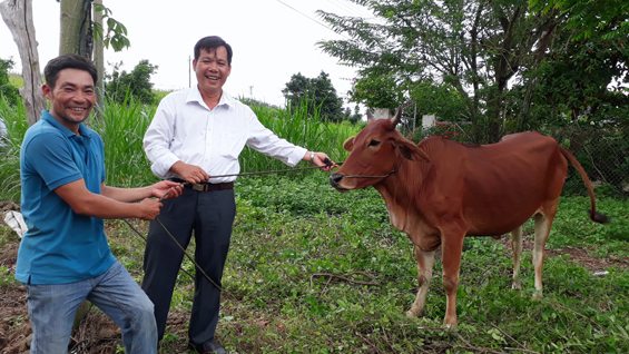 Ông Lê Quang Bình (bìa trái, ấp Tân Bình, xã Sơn Bình, huyện Châu Đức) vui mừng khi nhận bò giống do Hội Chữ thập đỏ huyện Châu Đức trao tặng.