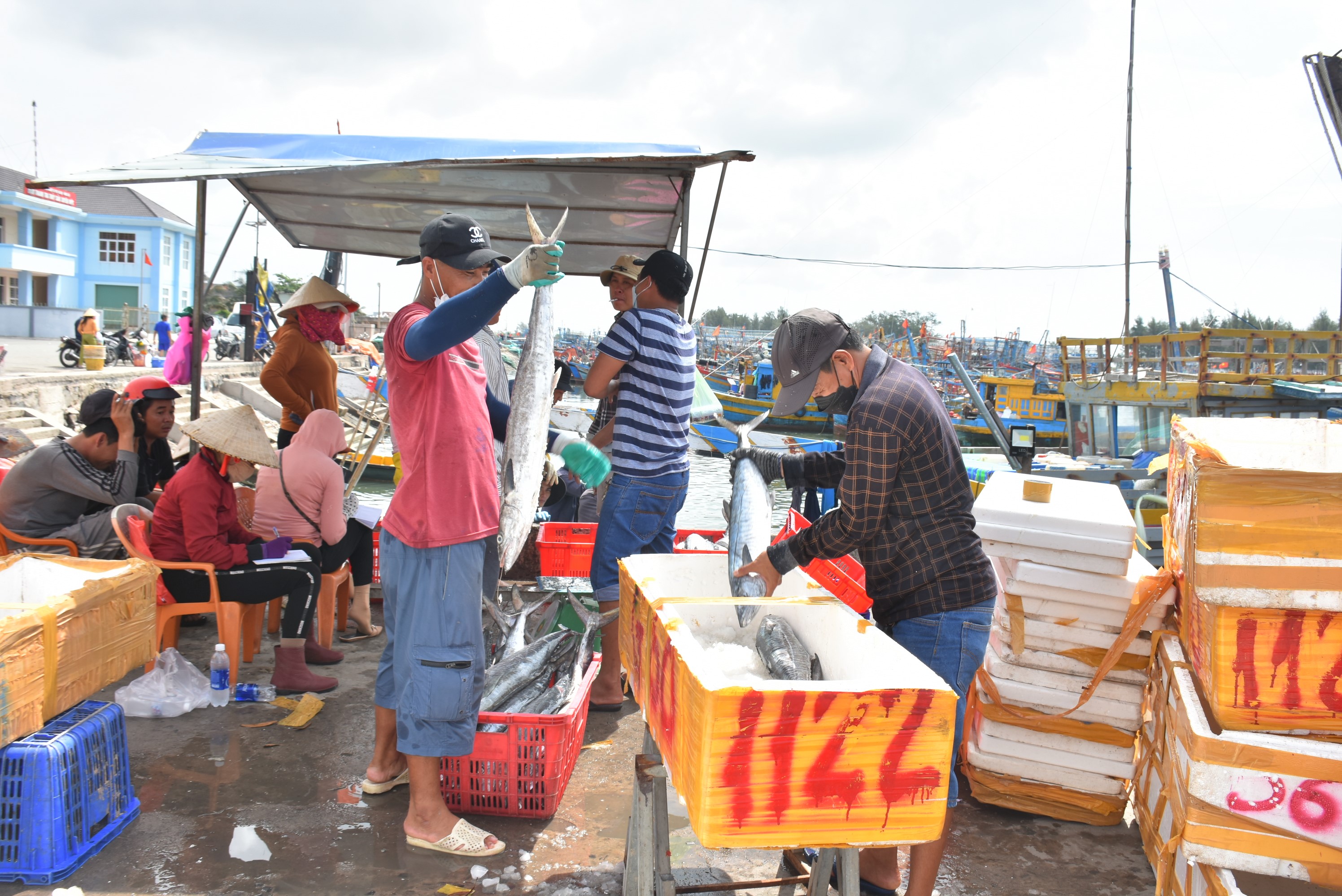 Chi phí tăng cao, ngư dân đối mặt với nhiều khó khăn. Trong ảnh: Ngư dân xã Bình Châu, huyện Xuyên Mộc  sau chuyến ra khơi.