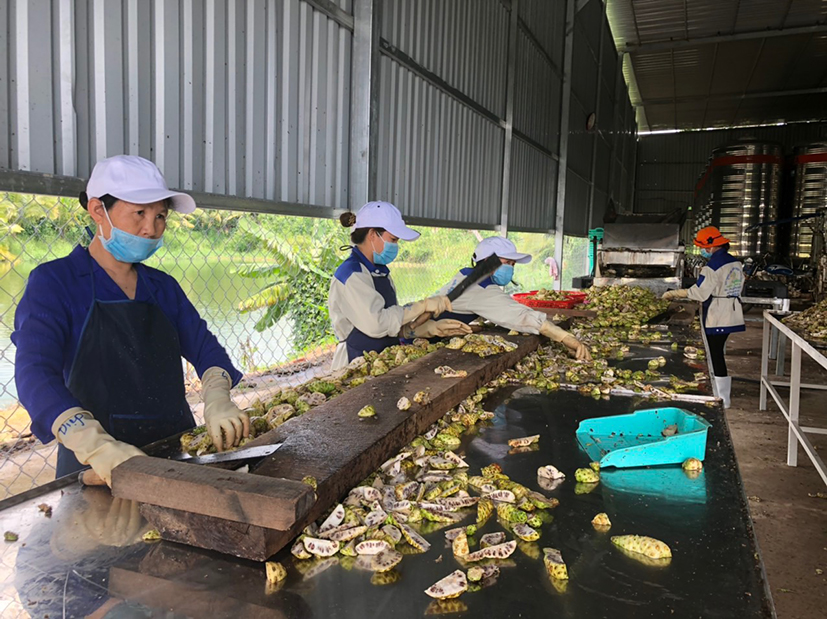 Chọn lựa trái nhàu làm sản phẩm nước cốt nhàu của công ty TNHH Xuất nhập khẩu nông nghiệp và dược liệu Phong Thảo KJS.