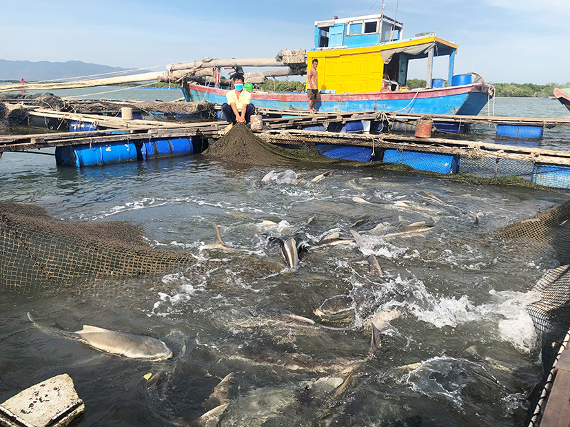 Người dân xã Long Sơn, TP. Vũng Tàu đầu tư, phát triển nuôi cá lồng bè.