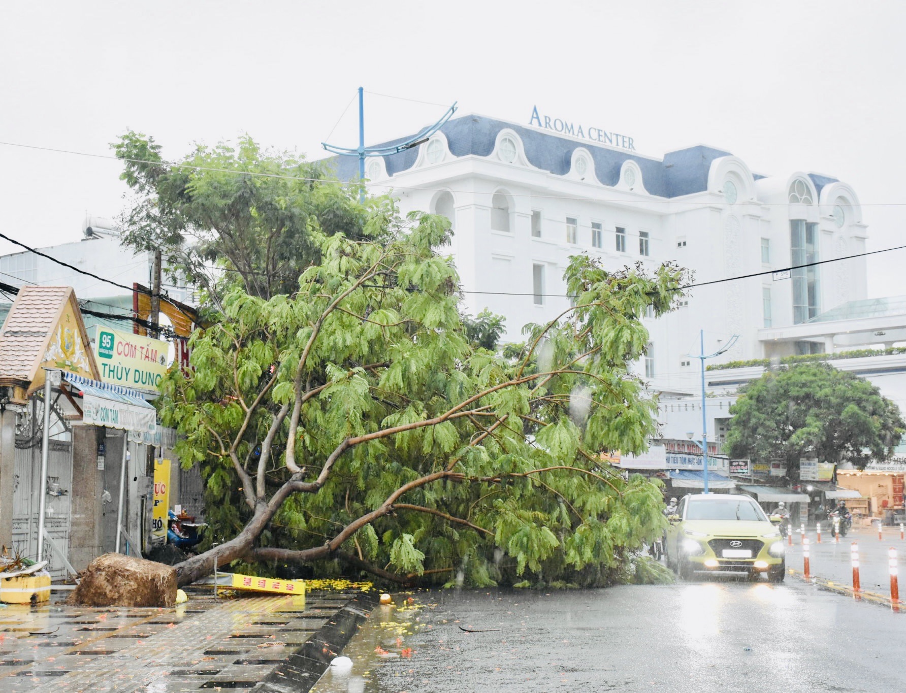 Cây lim xẹt bị bật gốc ngã đổ trên đường Hoàng Hoa Thám, TP. Vũng Tàu do trận mưa dông kèm theo lốc chiều 22/5 vừa qua.