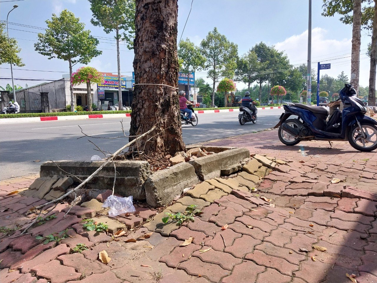 Nền gạch vỉa hè đường Hùng Vương bị bung tróc do rể cây phát triển gây ra.