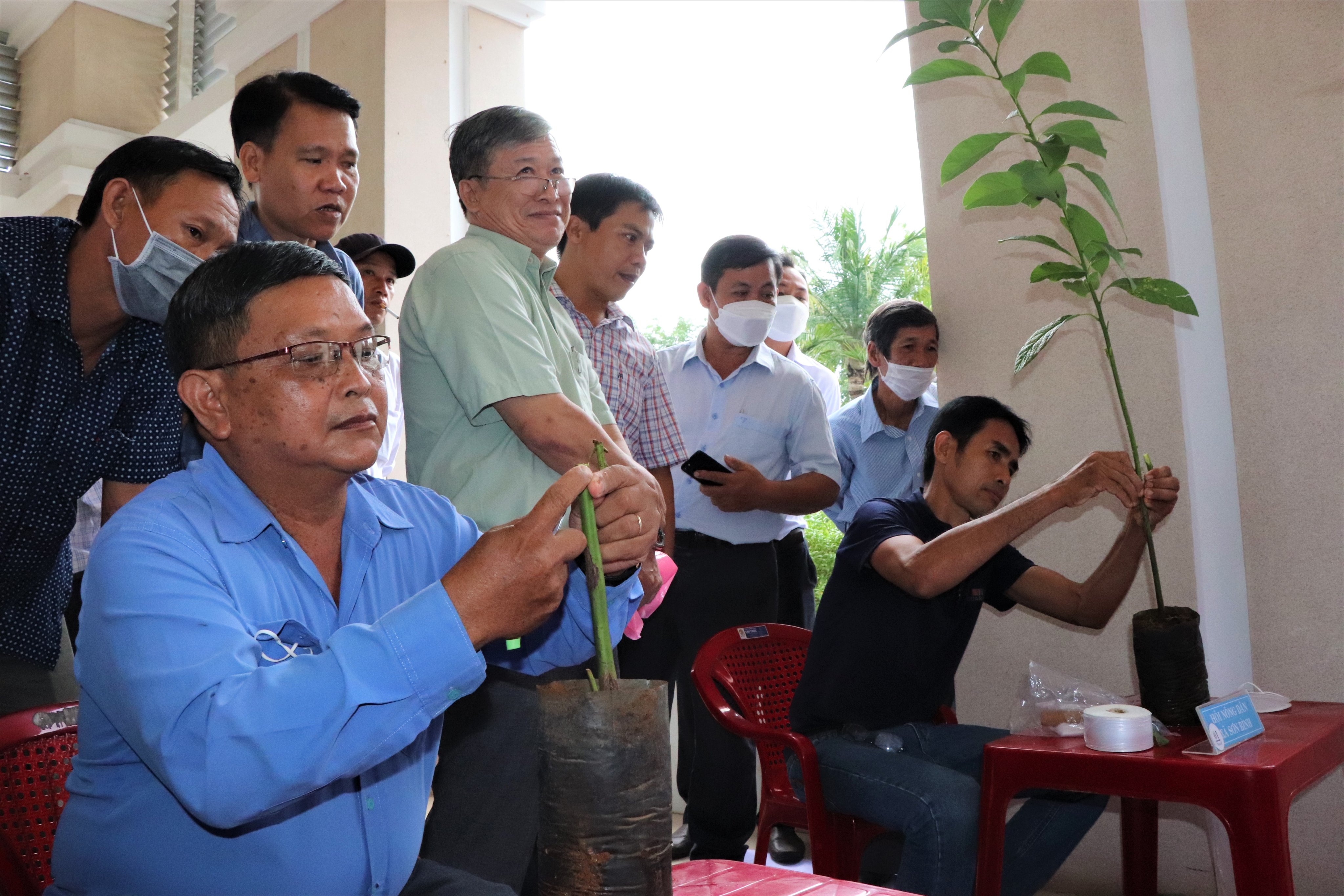   Các đội thi ghép cây.