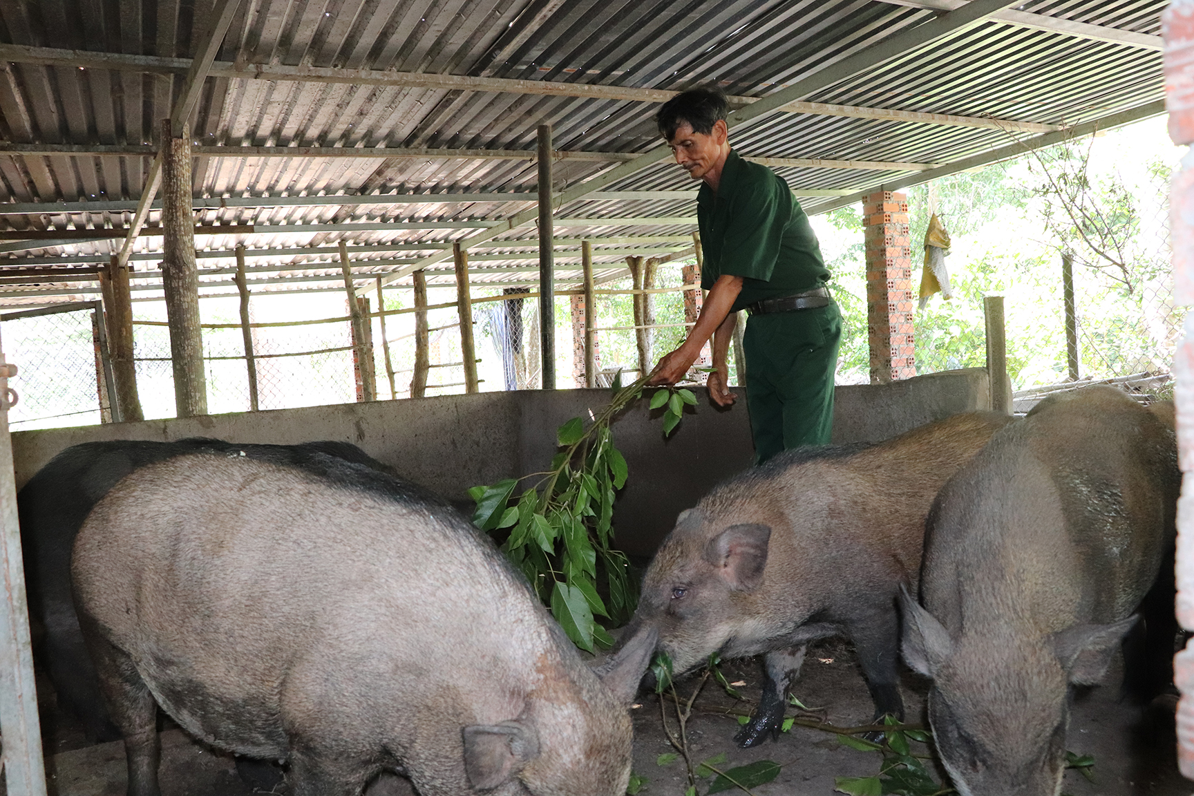 CCB Đỗ Văn Ngọc (xã An Ngãi, huyện Long Điền) có thu nhập mỗi năm hơn 200 triệu đồng từ nuôi heo rừng lai.