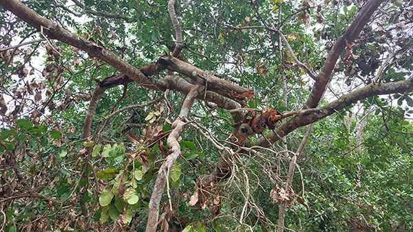 Bà Nguyễn Thị Nở phản ánh việc Công ty Đầu tư Sài Gòn làm gãy nhiều cành điều trong đất rừng mình nhận khoán.