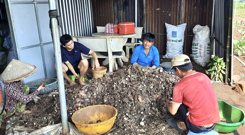 Sơ chế khoai môn tại xã Láng Dài, huyện Đất Đỏ.