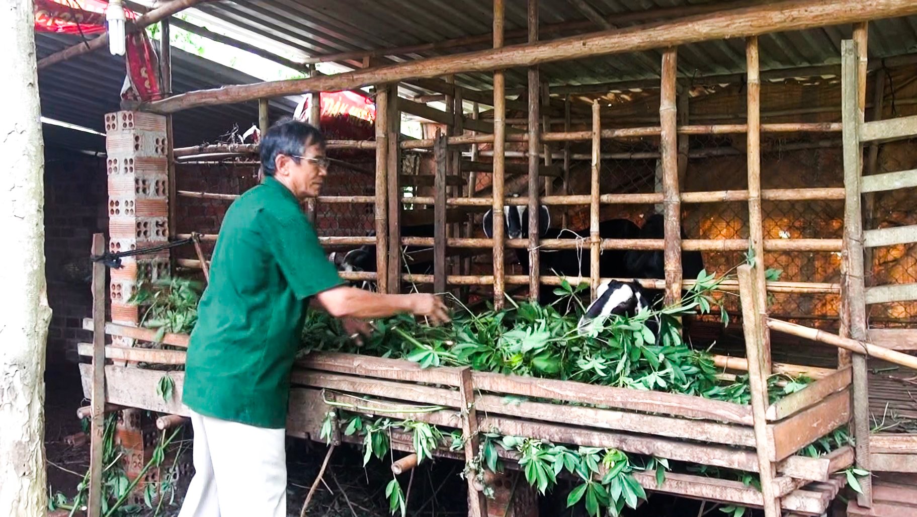 Hội viên CCB Tô Văn Long (thôn Tân Xuân, xã Bàu Chinh) thoát nghèo từ mô hình nuôi dê sinh sản.