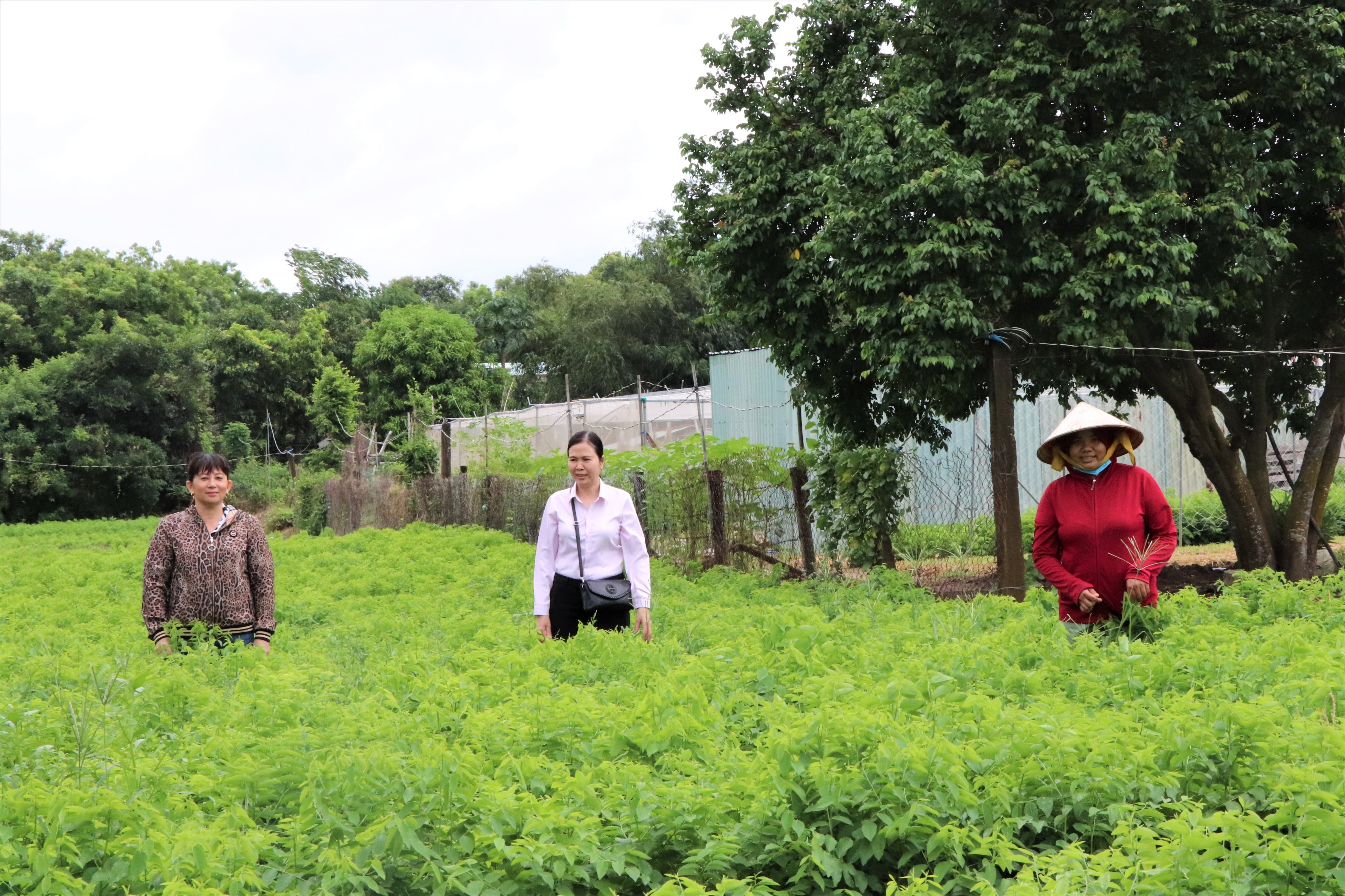 Bà Vũ Thị Vân (bên phải), ở Phước Hưng (TP. Bà Rịa) được vay 70 triệu đồng để tiếp tục đầu tư mô hình trồng rau ngót của gia đình.