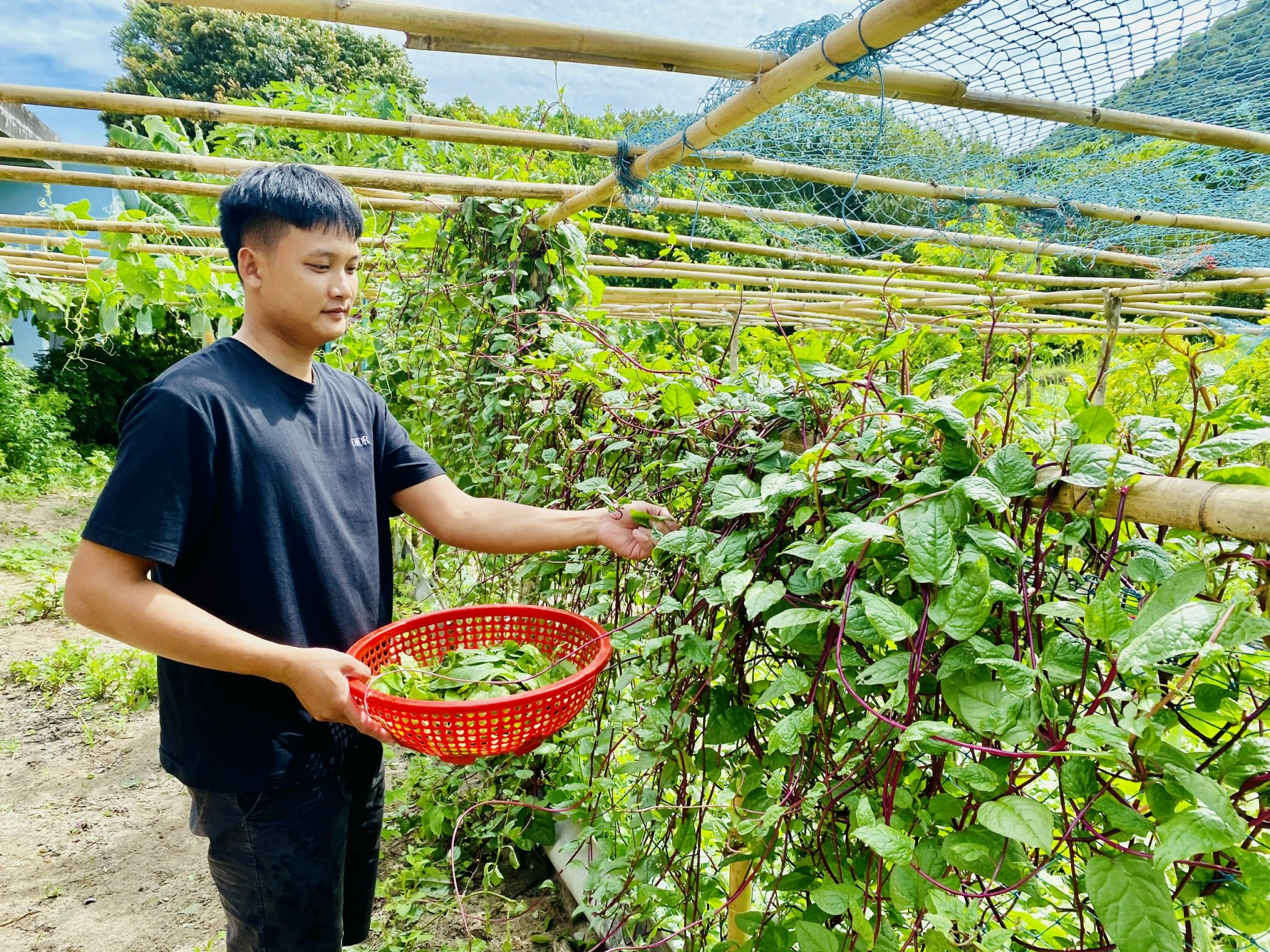 Nhân viên kiểm lâm hòn Bảy Cạnh hái rau chuẩn bị bữa cơm cho anh em trên đảo.