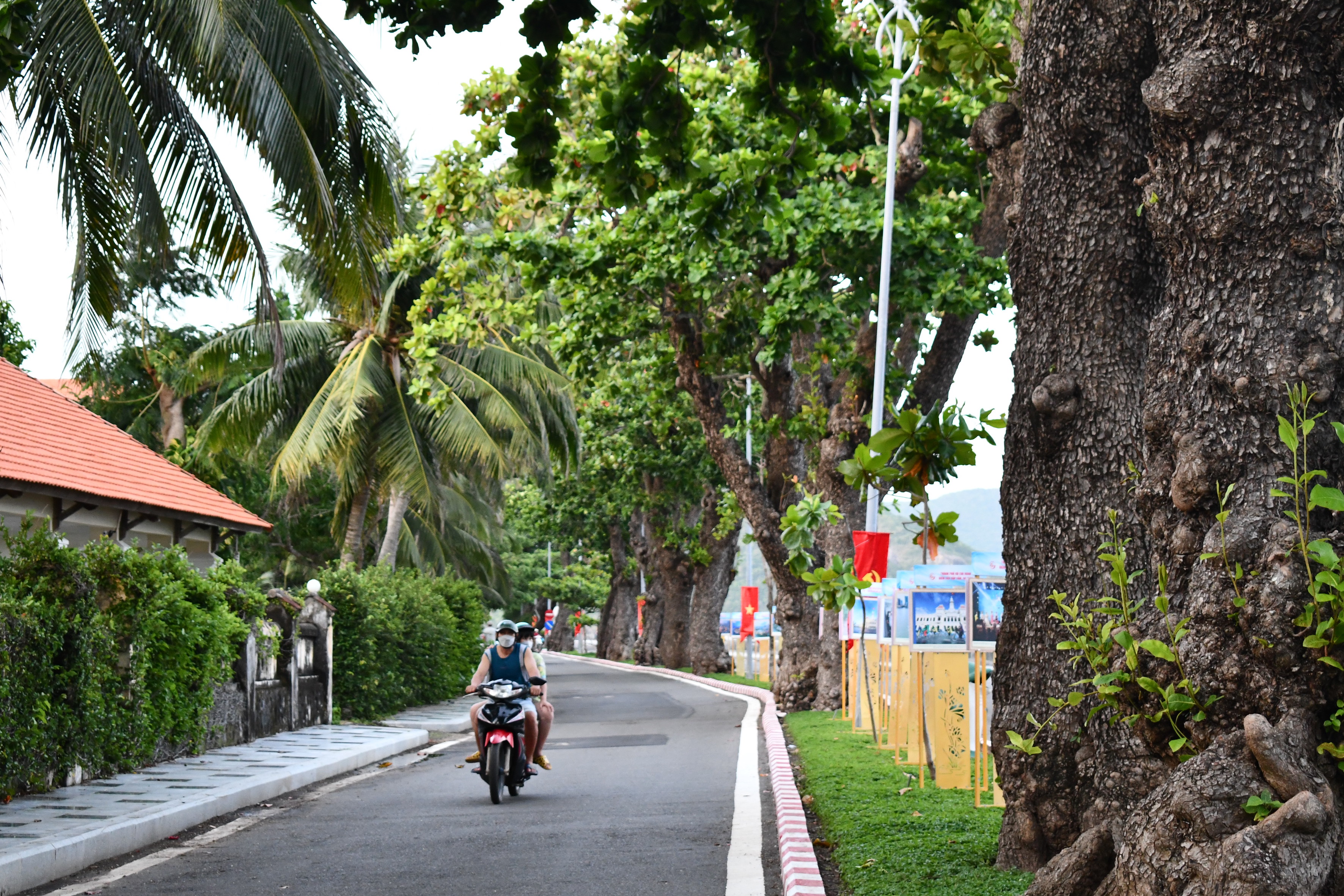 Mùa cây bàng thay lá được những chiến sĩ cách mạng ghi dấu năm tháng trôi qua chốn địa ngục trần gian giữa biển khơi. Cây bàng di sản trở thành biểu tượng tinh thần của người dân Côn Đảo nói riêng, người dân cả nước nói chung. Côn Đảo hôm nay đổi thay và cây bàng lại chứng kiến màu áo mới ấy.