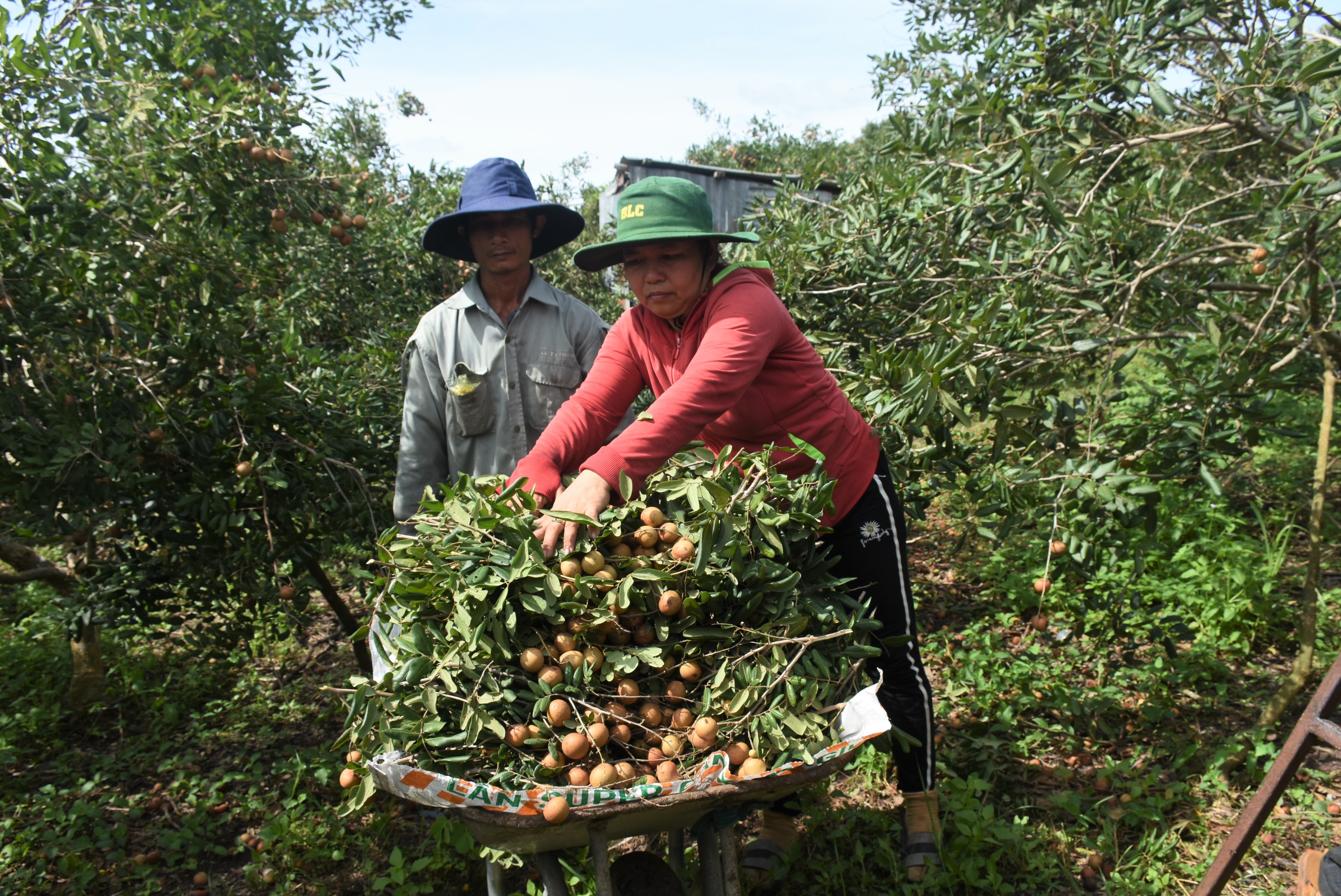 Bà Lê Thị Thanh Vân, ấp Phú Lâm, xã Hòa Hiệp, huyện Xuyên Mộc vui mừng khi vụ nhãn được mùa được giá.