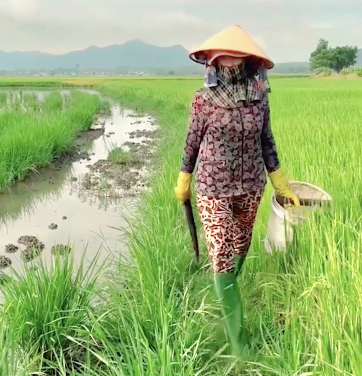 Bà Nguyễn Thị Thanh (ấp An Hòa, xã An Nhứt, huyện Long Điền) gắn bó với nghề bắt cua đồng 30 năm nay.