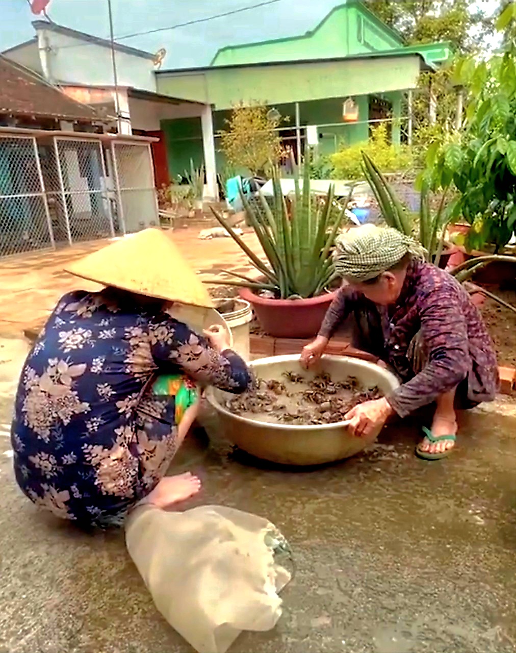 Bà Nguyễn Thị Bé (bên phải, ấp An Hòa, xã An Nhứt, huyện Long Điền) sau 3 giờ đã bắt được gần 5kg cua đồng.