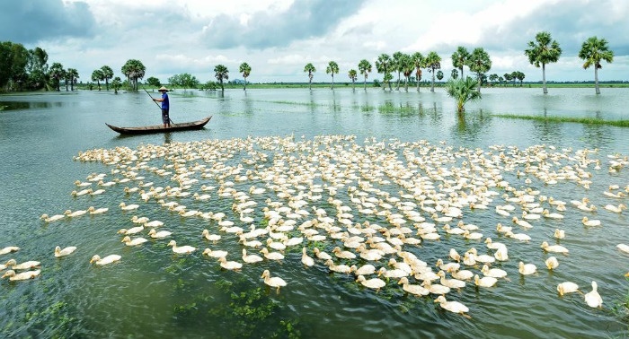 Về An Giang thưởng thức cảnh đẹp đến nao lòng trong mùa nước nổi.