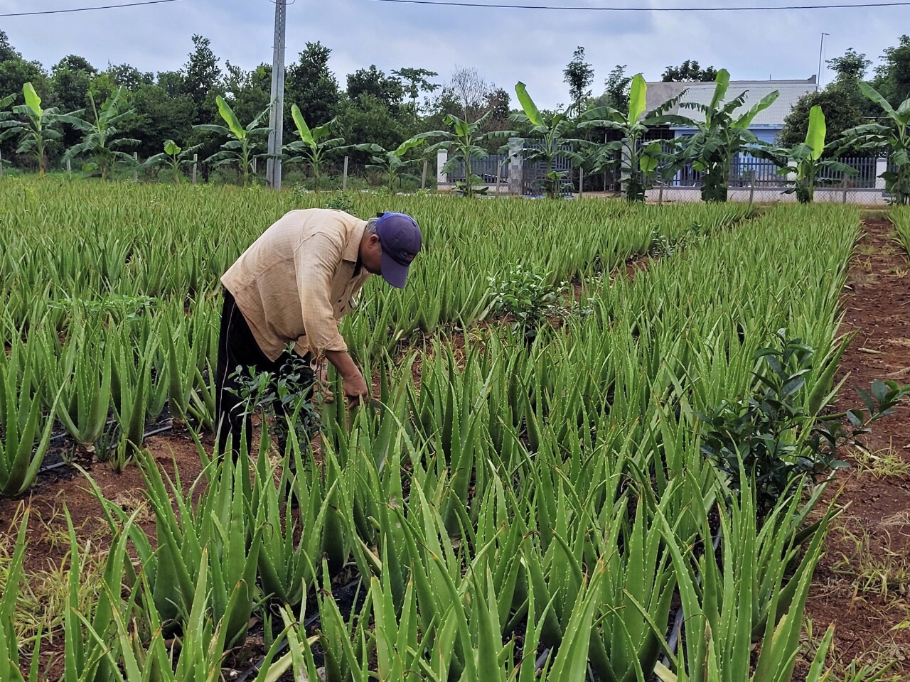 Nha đam hiện là loại cây được xã Bình Giã (huyện Châu Đức) chú trọng phát triển.