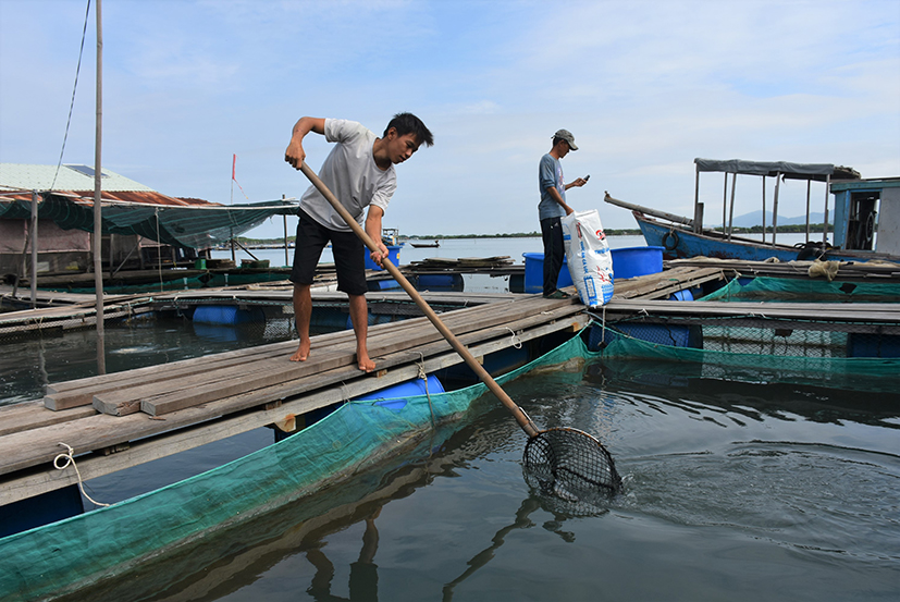 Nghề nuôi trồng thủy sản lồng bè đang hướng tới phát triển bền vững. Trong ảnh: Khu vực nuôi cá lồng bè của gia đình ông Nguyễn Ngọc Thảo, xã Long Sơn, TP. Vũng Tàu.