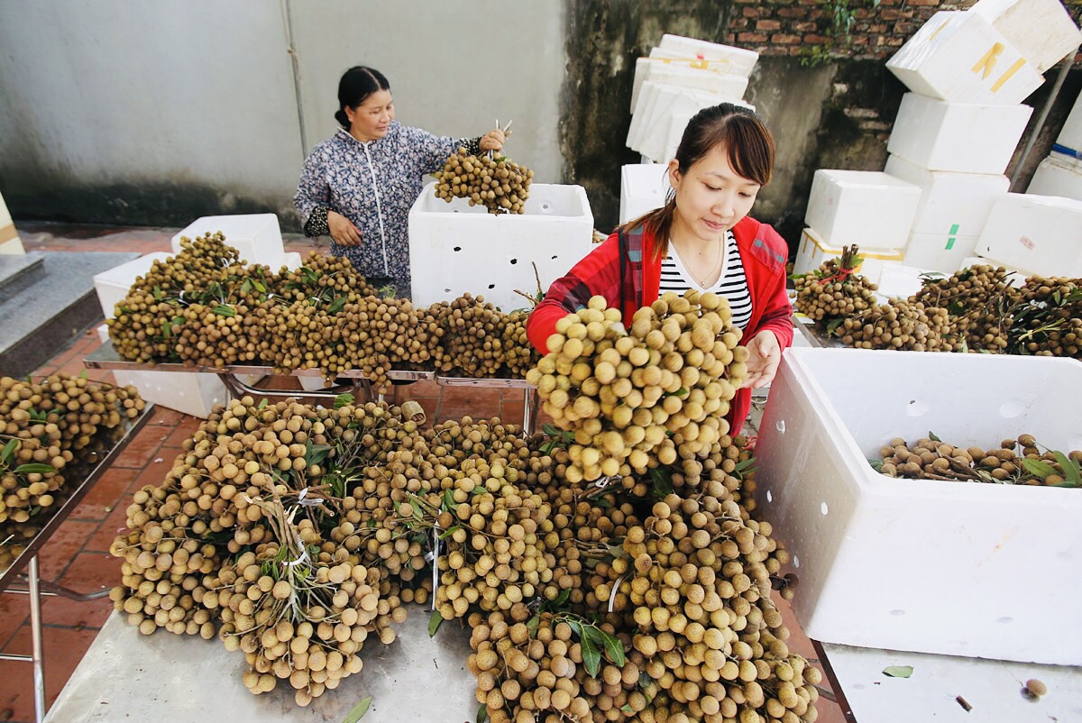 Thu hoạch nhãn tại HTX Nhân Tâm (xã Hoà Hiệp,  huyện Xuyên Mộc).