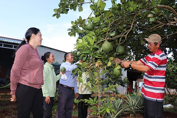 Ông Nguyễn Trung Hậu (bìa phải) chia sẻ kỹ thuật vặt lá cho bưởi trái vụ cho các nông dân trên địa bàn.