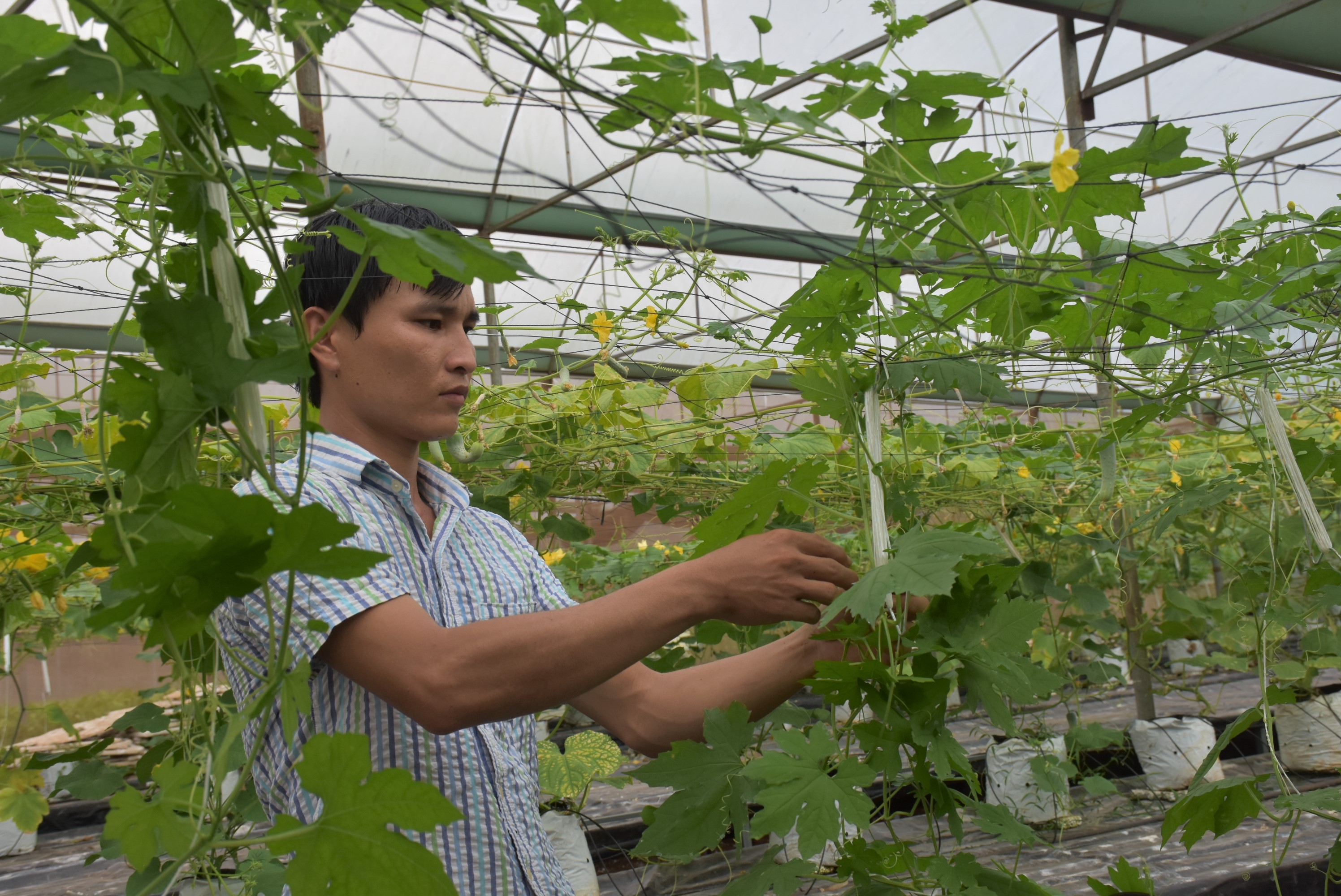 Nông nghiệp công nghệ cao được xác định là 1 trong 4 trụ cột kinh tế của tỉnh. Trong ảnh: Khu trồng rau công nghệ cao của cơ sở Vương Huy, xã Xà Bàng, huyện Châu Đức.