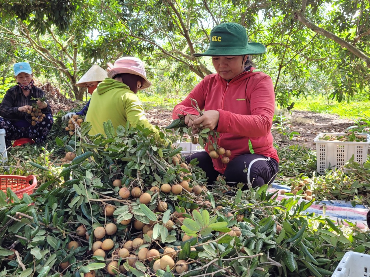 Thu hoạch nhãn tại HTX Nông nghiệp-Dịch vụ Nhân Tâm (huyện Xuyên Mộc).