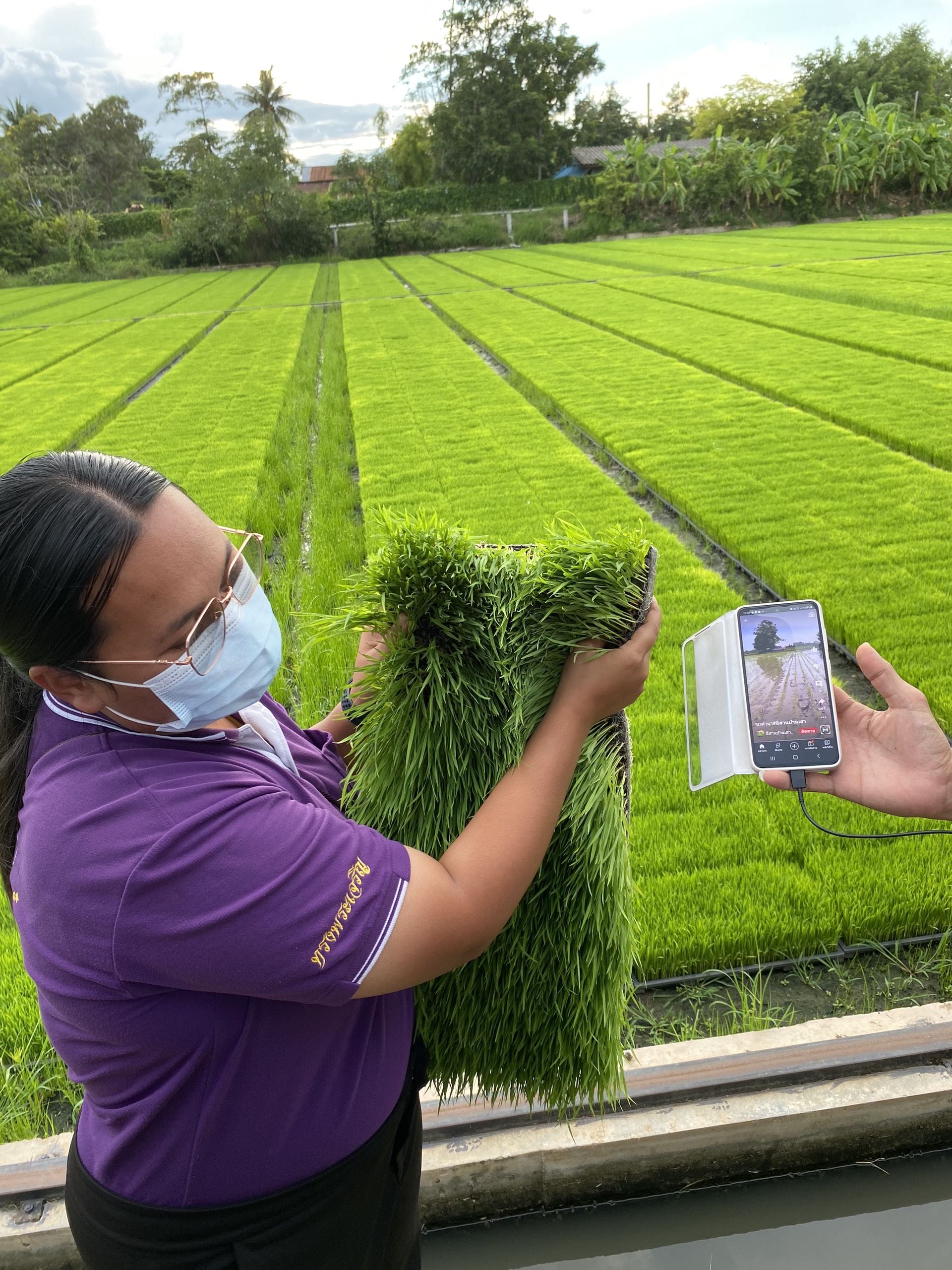 Tham quan cánh đồng mẫu - trồng lúa nước thời nông nghiệp hữu cơ tại Thái Lan.