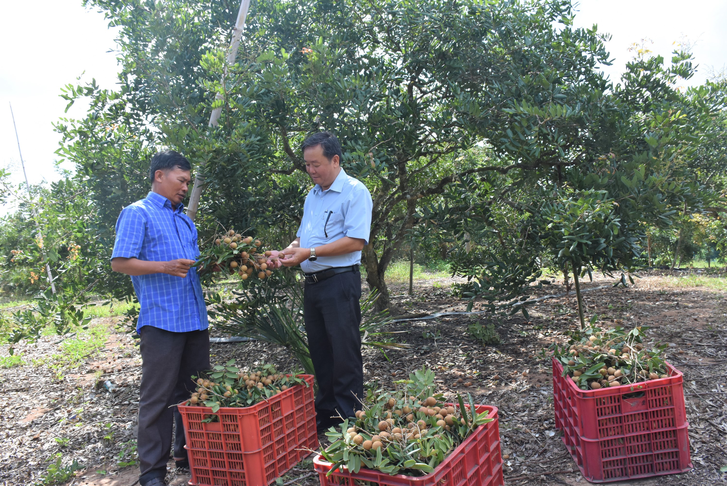 Ông Lê Văn Tường (áo xanh), xã Hòa Hiệp, huyện Xuyên Mộc nhiều năm liền là nông dân sản xuất kinh doanh giỏi các cấp.