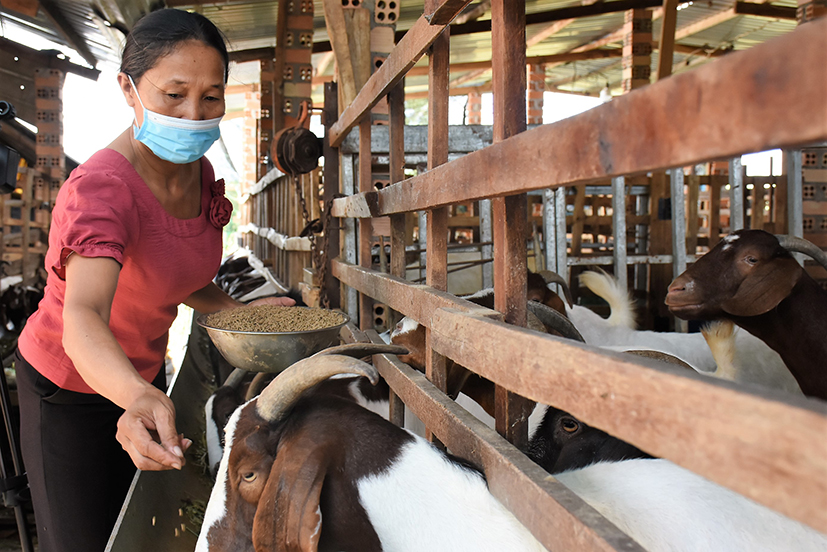 Từ nguồn vốn Quỹ hỗ trợ nông dân, bà Nguyễn Thị Nga (huyện Xuyên Mộc) đã vươn lên phát triển kinh tế, làm giàu chính đáng.