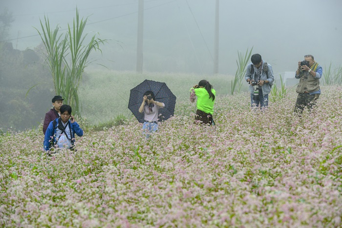 Du khách chụp hình với hoa tam giác mạch.