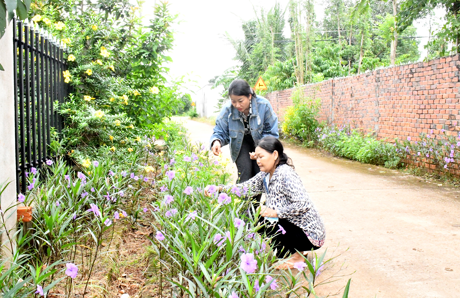 Chị Huỳnh Thị Như Mai (bìa phải) , Chủ tịch Hội LHPN xã Bình Giã, huyện Châu Đức cùng hội viên hội phụ nữ xã chăm sóc tuyến đường hoa trên địa bàn xã, tạo cảnh quan sạch, đẹp.