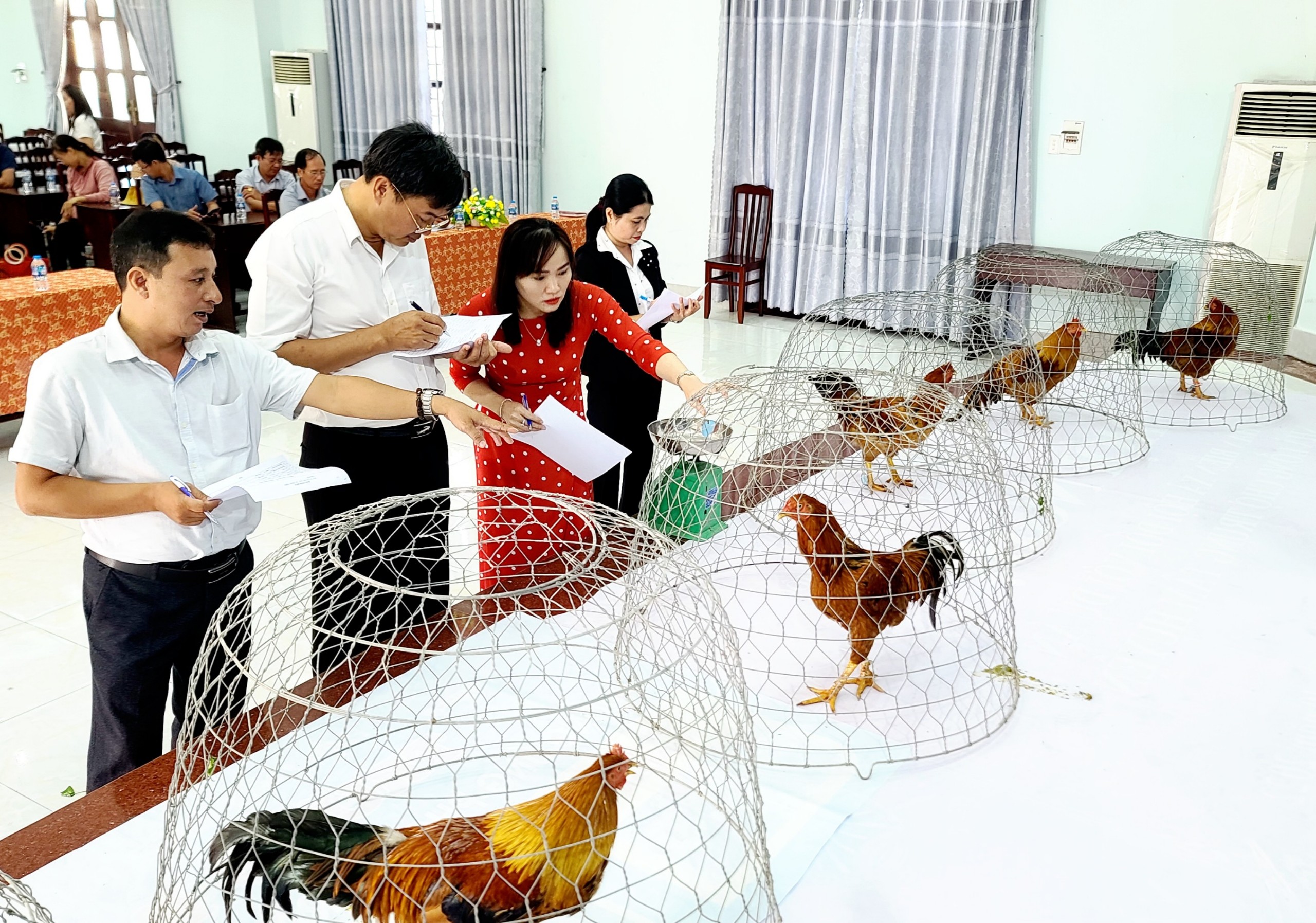 Ban giám khảo xét chọn, chấm điểm từng con gà trống thiến đẹp phải đáp ứng 3 tiêu chí của nội dung hội thi.